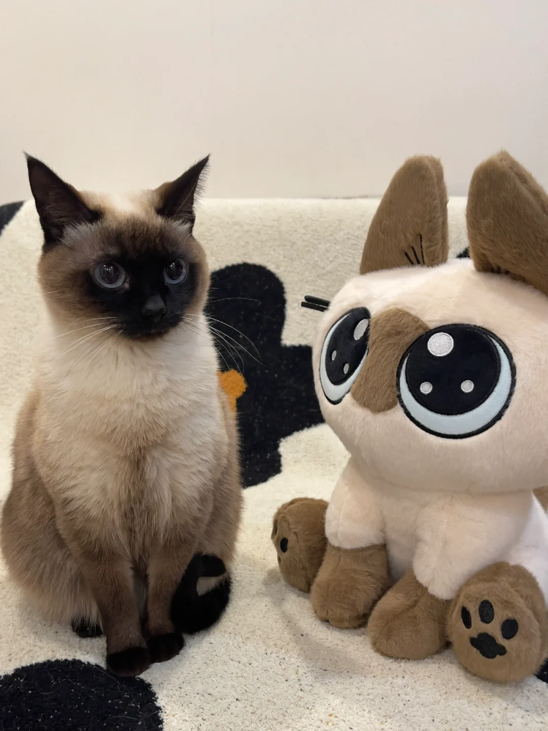 小猫：“它怎么和我长得一模一样！