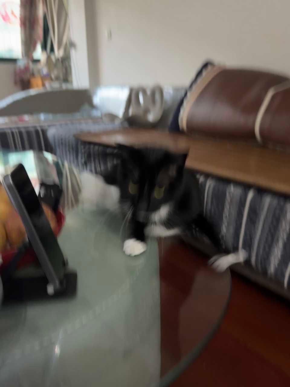 谁拽我了？谁！daily奶牛猫 （投稿：）