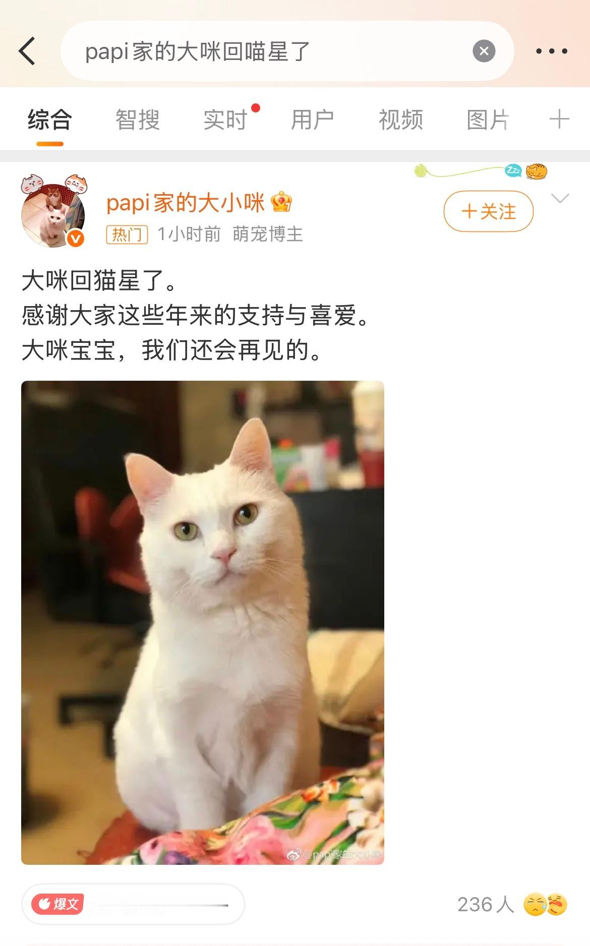 18岁的猫猫相当于88岁的人类，能活到18岁的猫，离不开主人的精心照料，大咪能陪