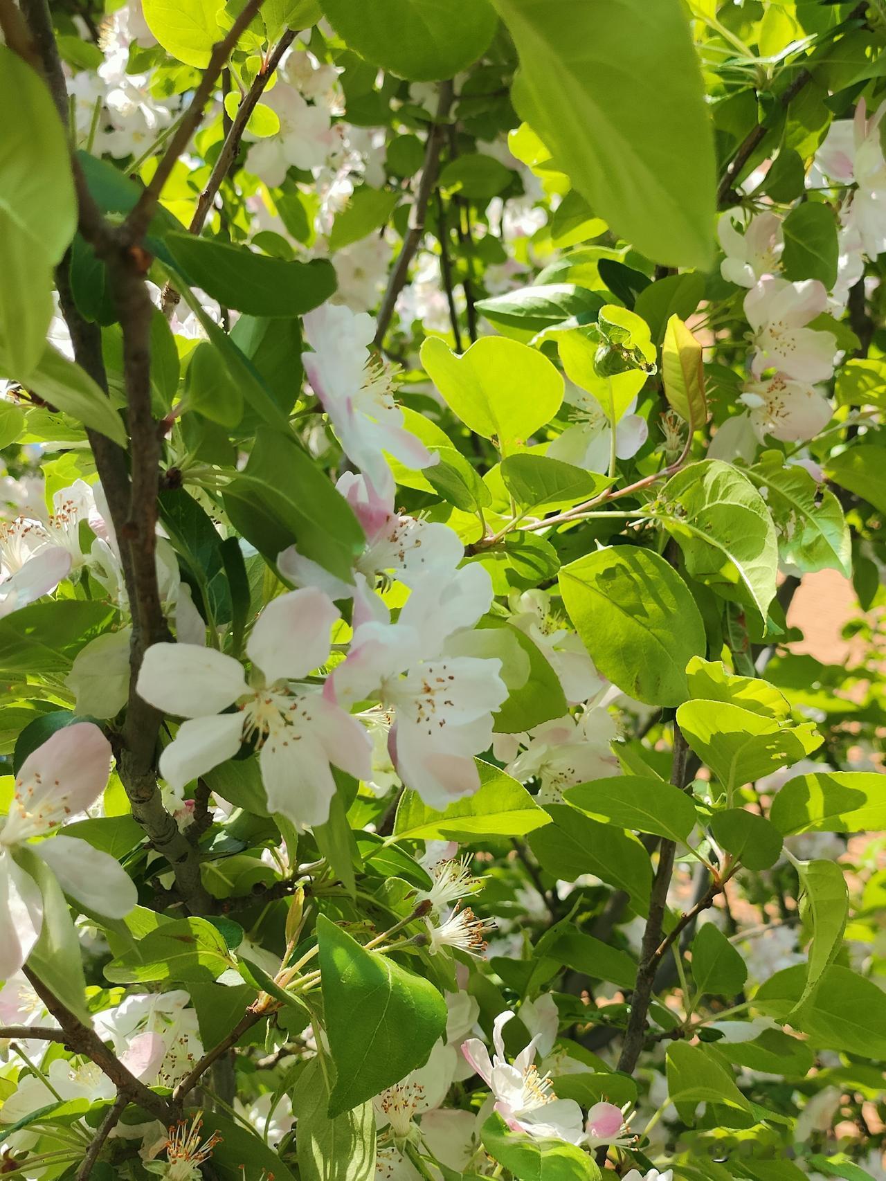四月的天津，春风拂过大街小巷，海棠花如约盛开，把整座城市染成了温柔的粉白色。
 