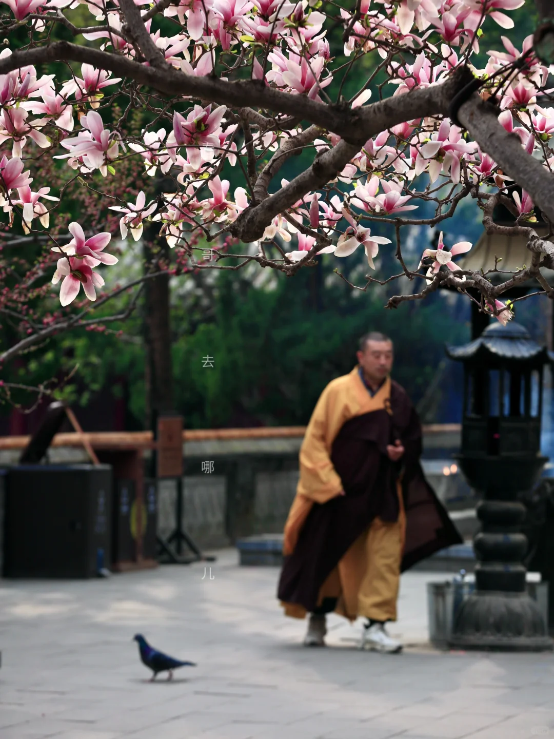 北京玉兰花天花板，必须是潭柘寺400岁的二乔
