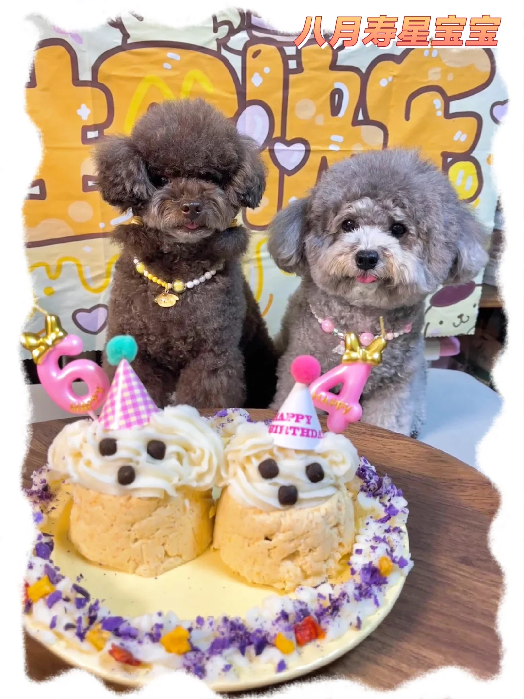 八月寿星狗🥰丁冬姐妹生日快乐！身体健康！