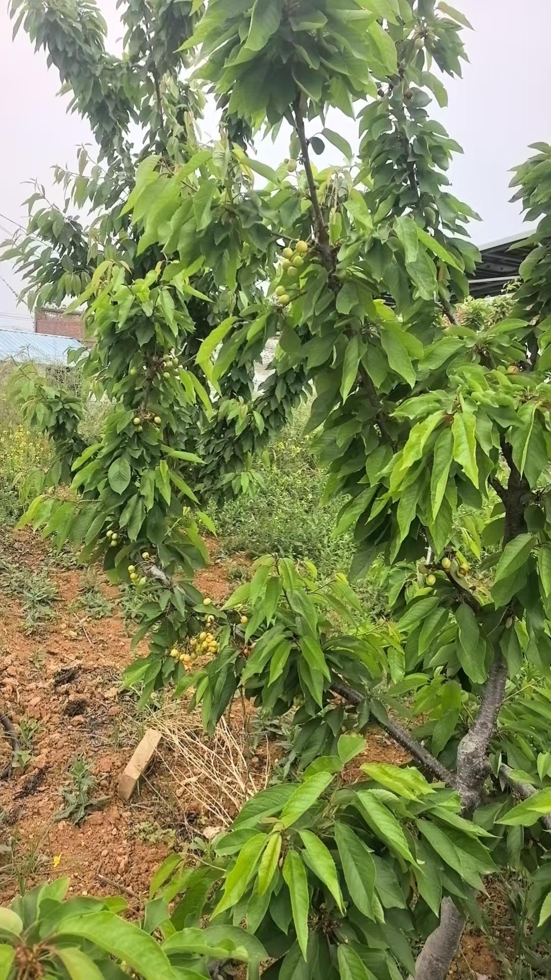 相册里的花花草草风过樱桃园，新叶舒展，青果缀满枝头。还没等到酸甜入喉，就先撞见了