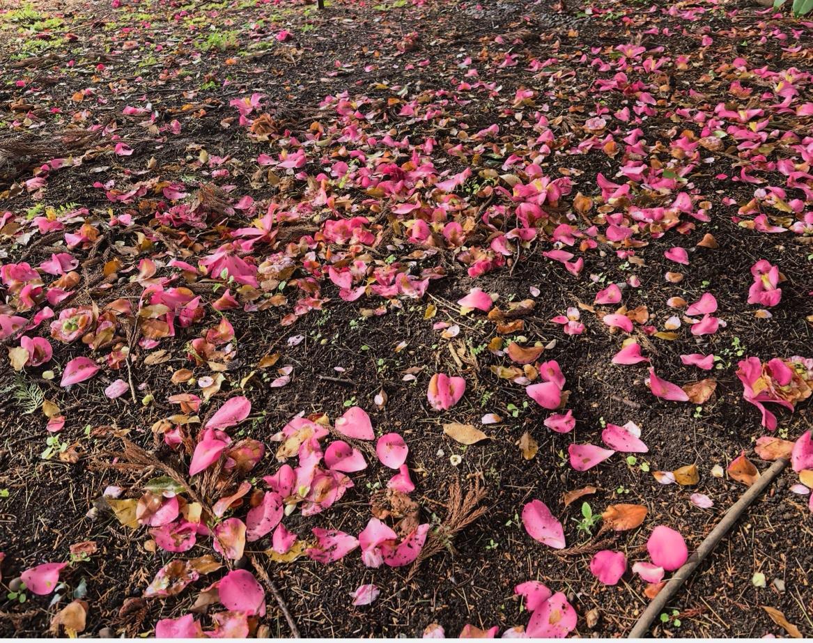 东京二层楼高茶花树～