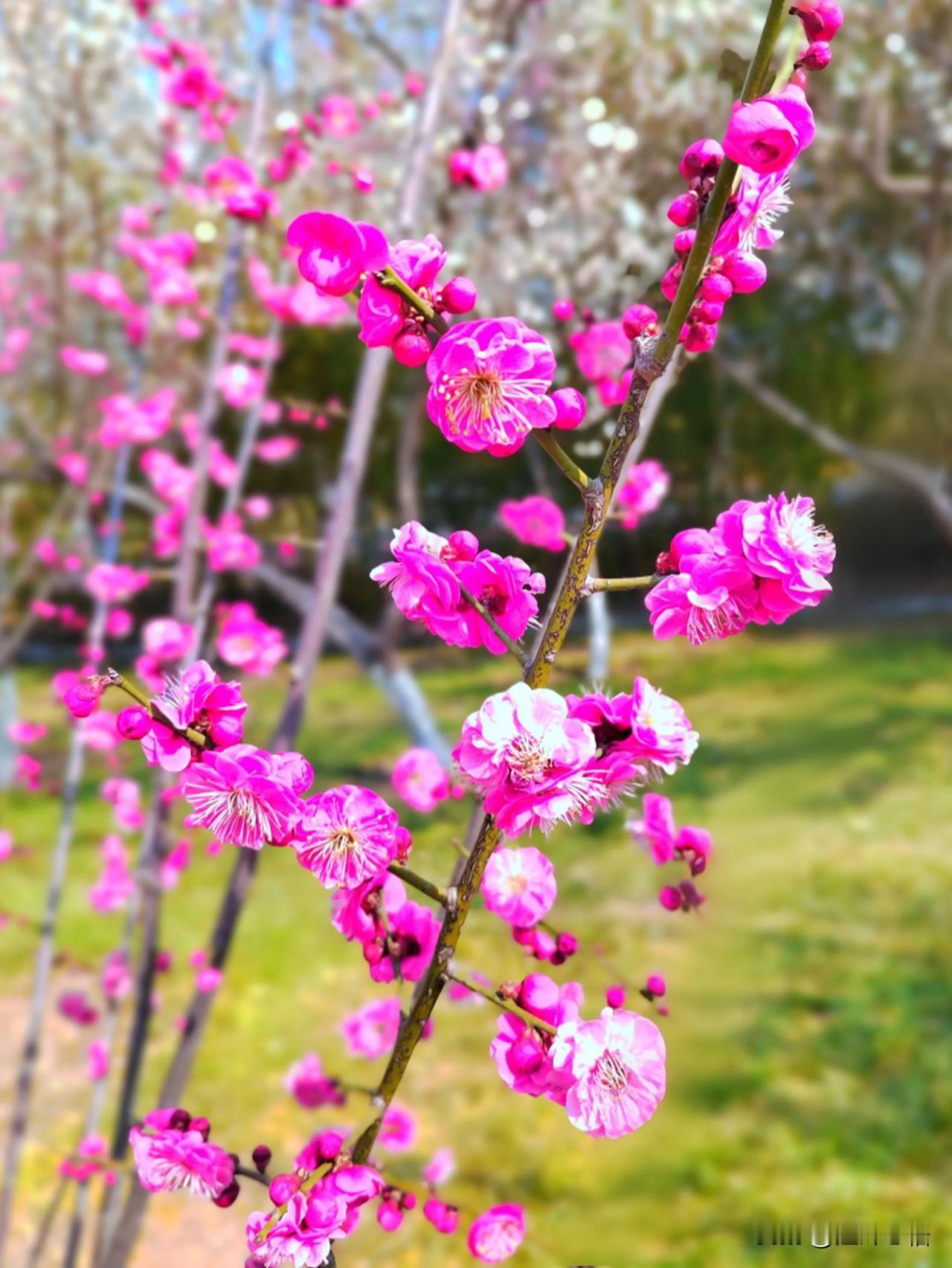 粉艳梅花绽新春，满枝绽放笑颜开。