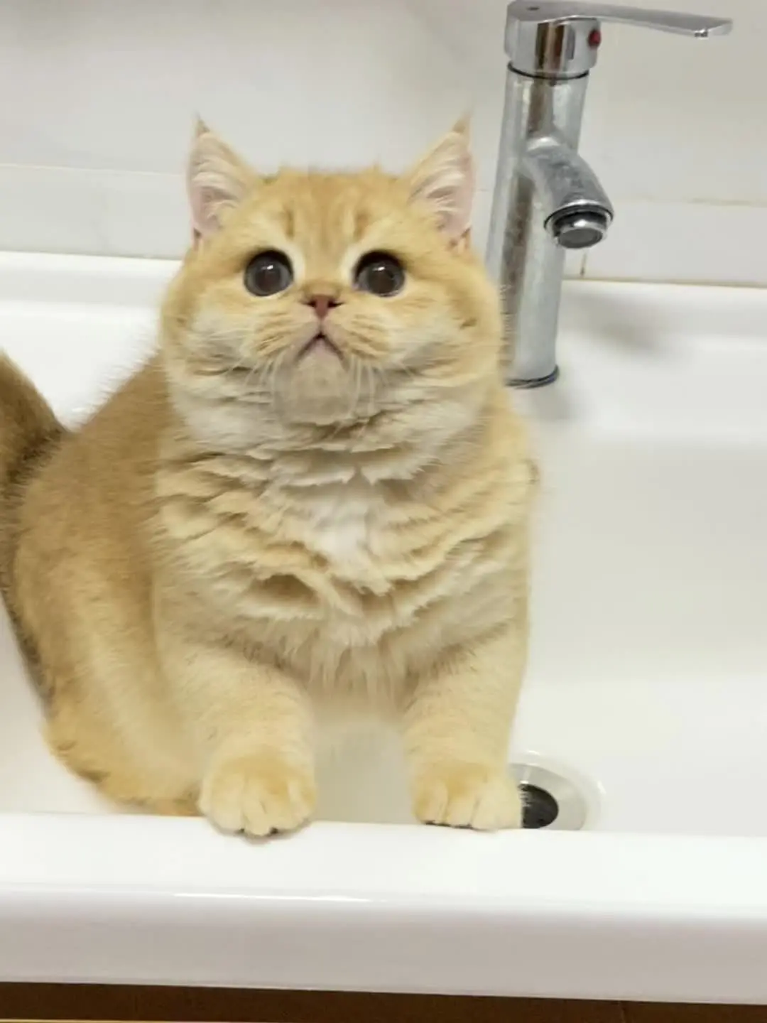 我镜头下的小猫 养猫的乐趣 猫猫营业视频 银渐层英短 评论区看看你们的小猫