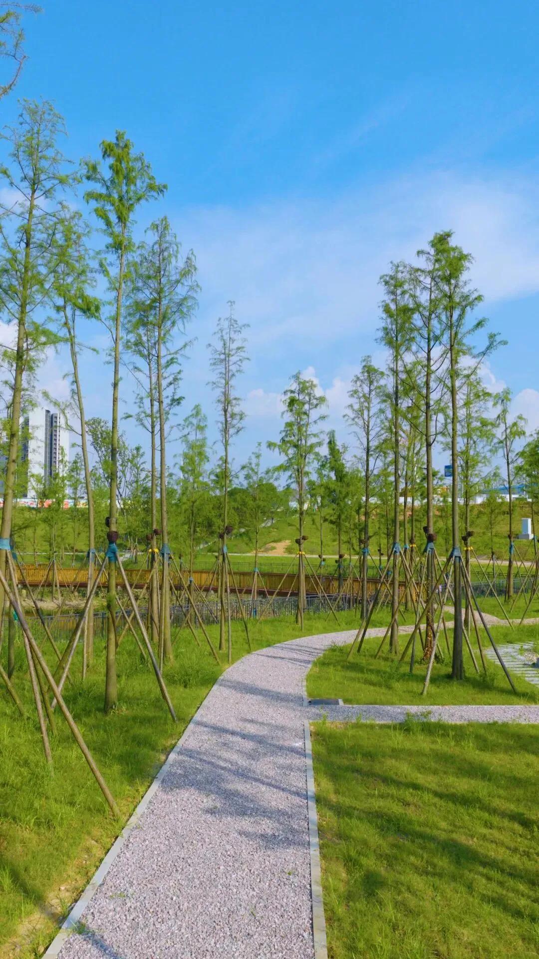 稻浪入城来——李家湖城市稻田公园即将启幕
 
湘江之北，丁字湾畔，一片金色稻浪正