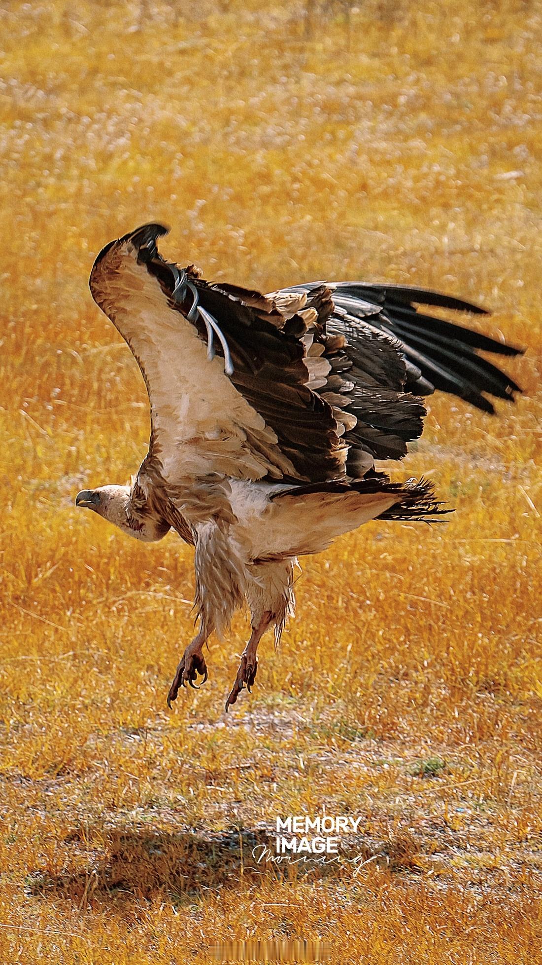 一只有故事的鹰🦅MEMORYIMAGE©️📷 西行漫记  ​​​