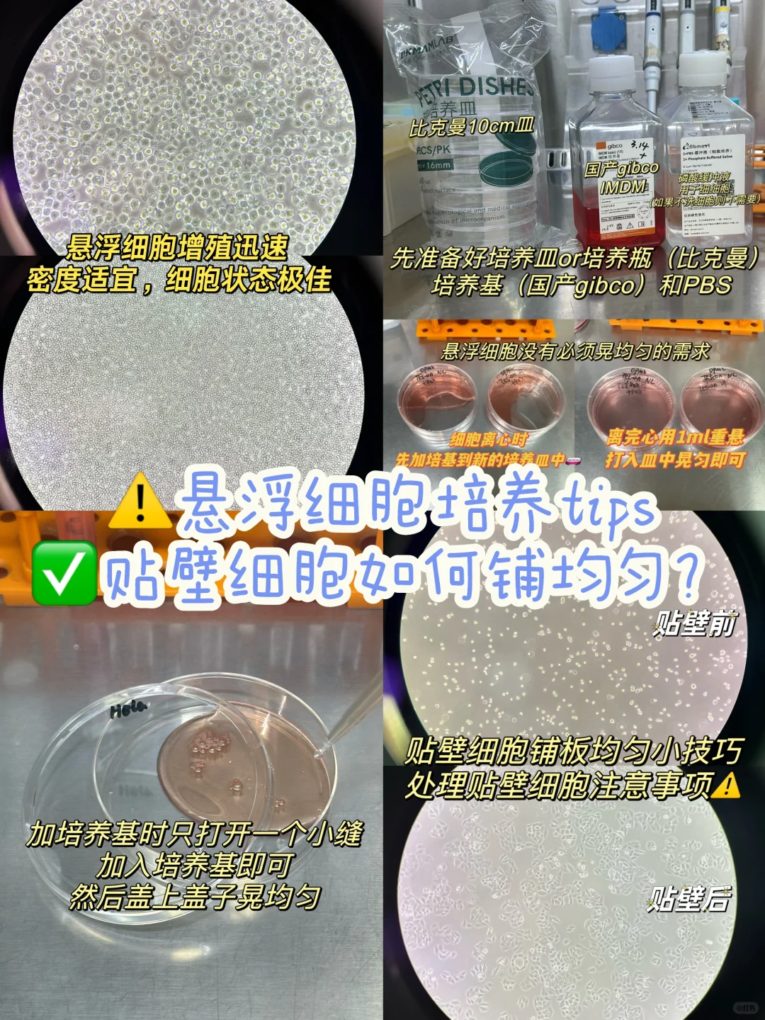 ⚠️贴壁细胞铺板均匀小技巧🧫（研究生码住
