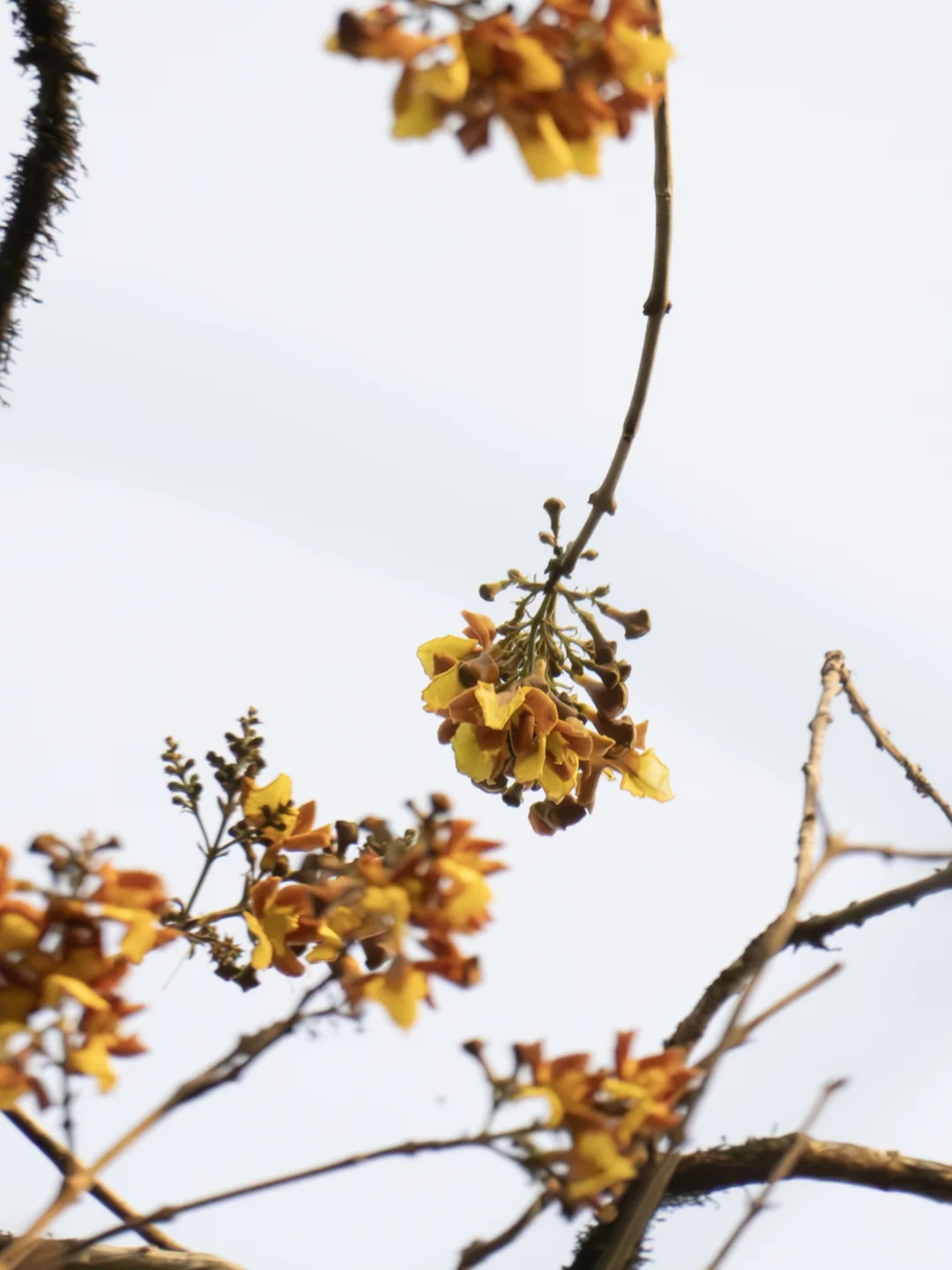 植物笔记474｜好吃的傣族粑粑糕