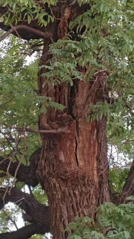 马岭古槐
   太行之南，南岭之北，有一市，名曰济源。有一河流，名曰漭河，源自太
