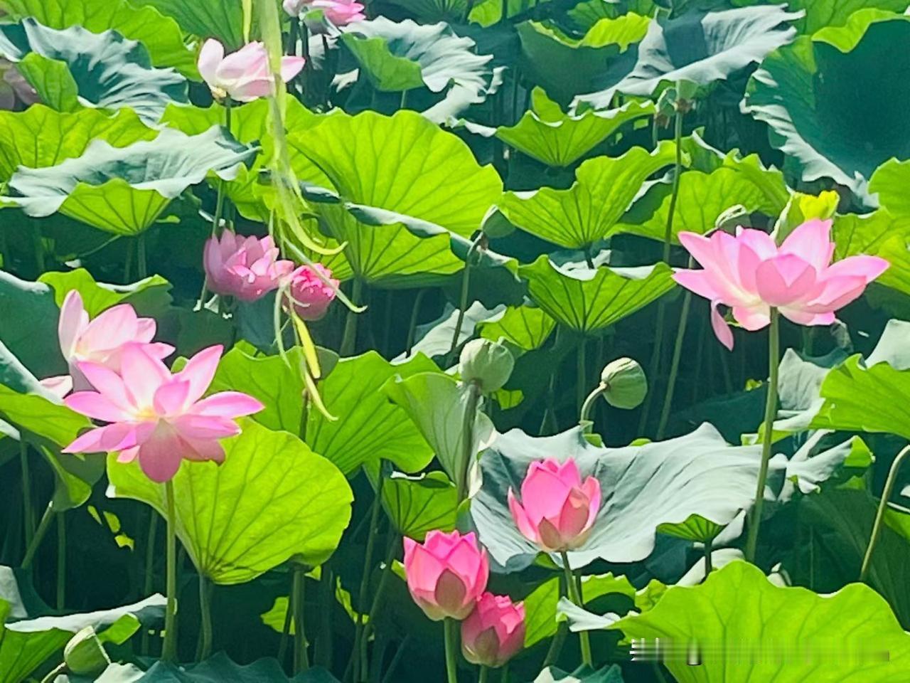 晒一晒我们大明湖的荷花