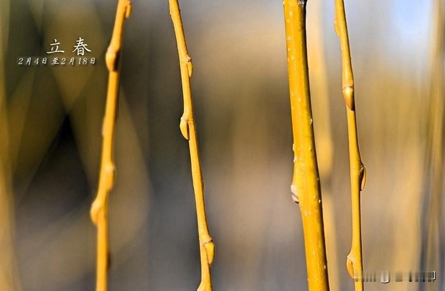 今日立春，新年第一个季节！
