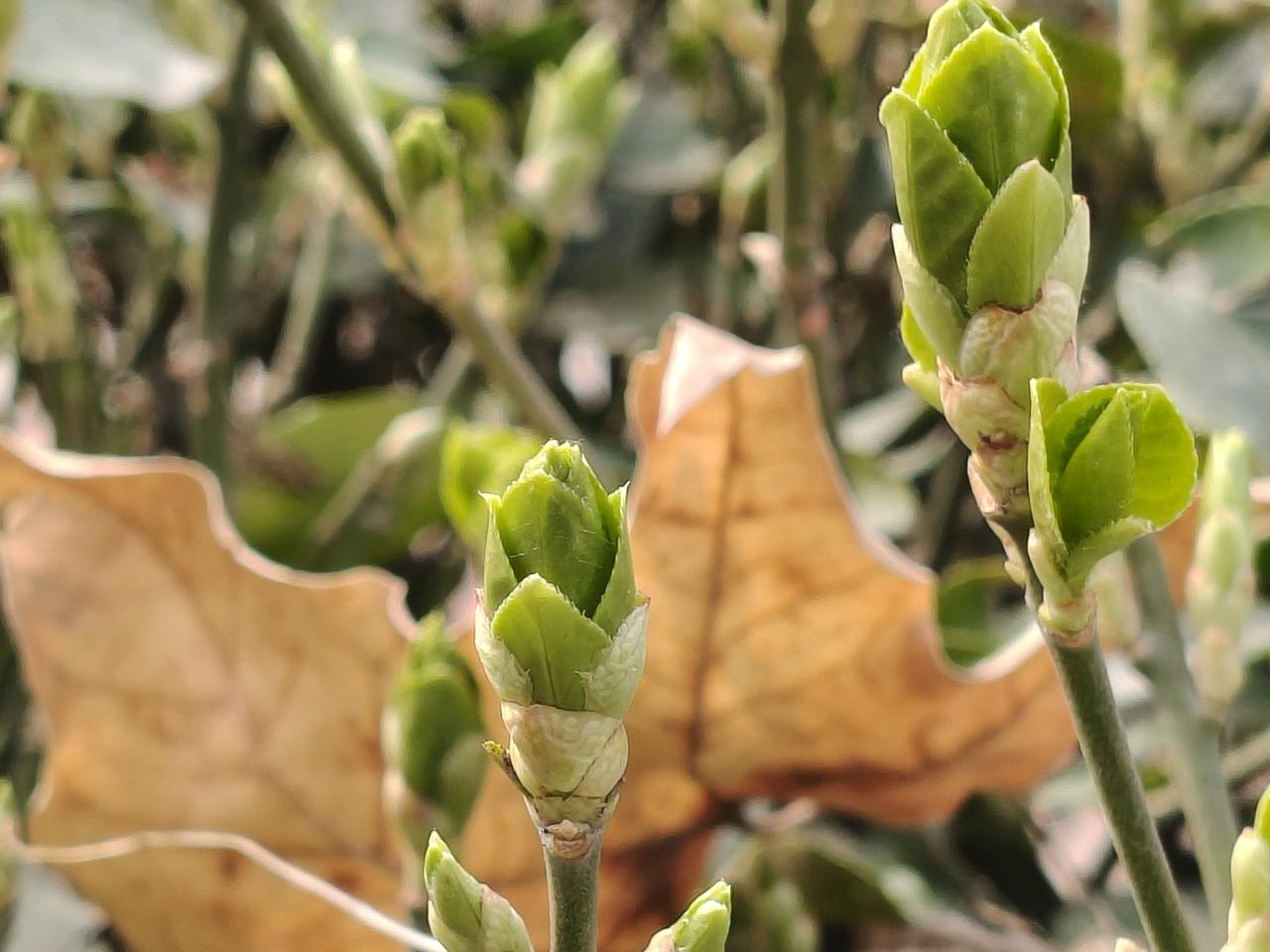 春天的北京慢慢地泛青了！
连续两天明天，今天终于看到了太阳，小苗喘口气，啊，快快