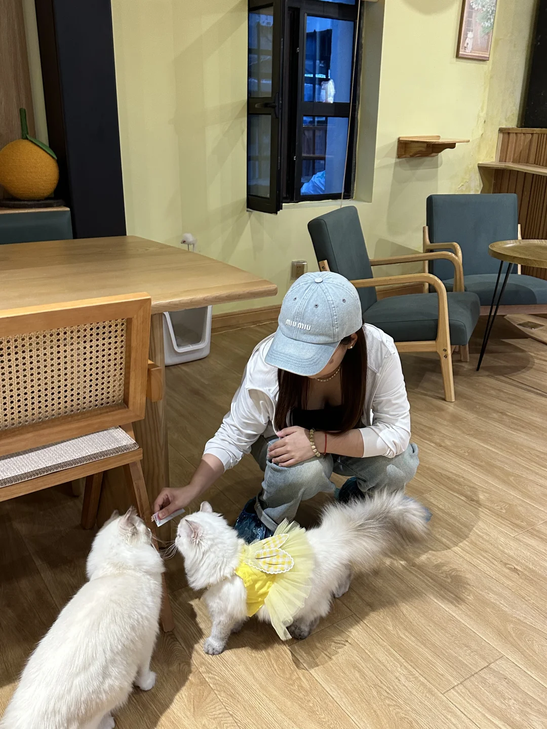 “等我有钱了一定来赎你”超可爱日系猫咖