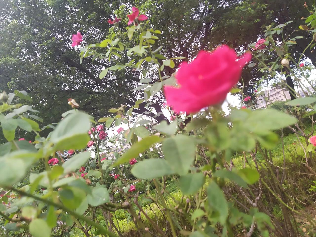 老祖宗父辈们育秧插种二个环节，清明节左右我记得天气还冷，长辈们用谷子热水侵泡后水