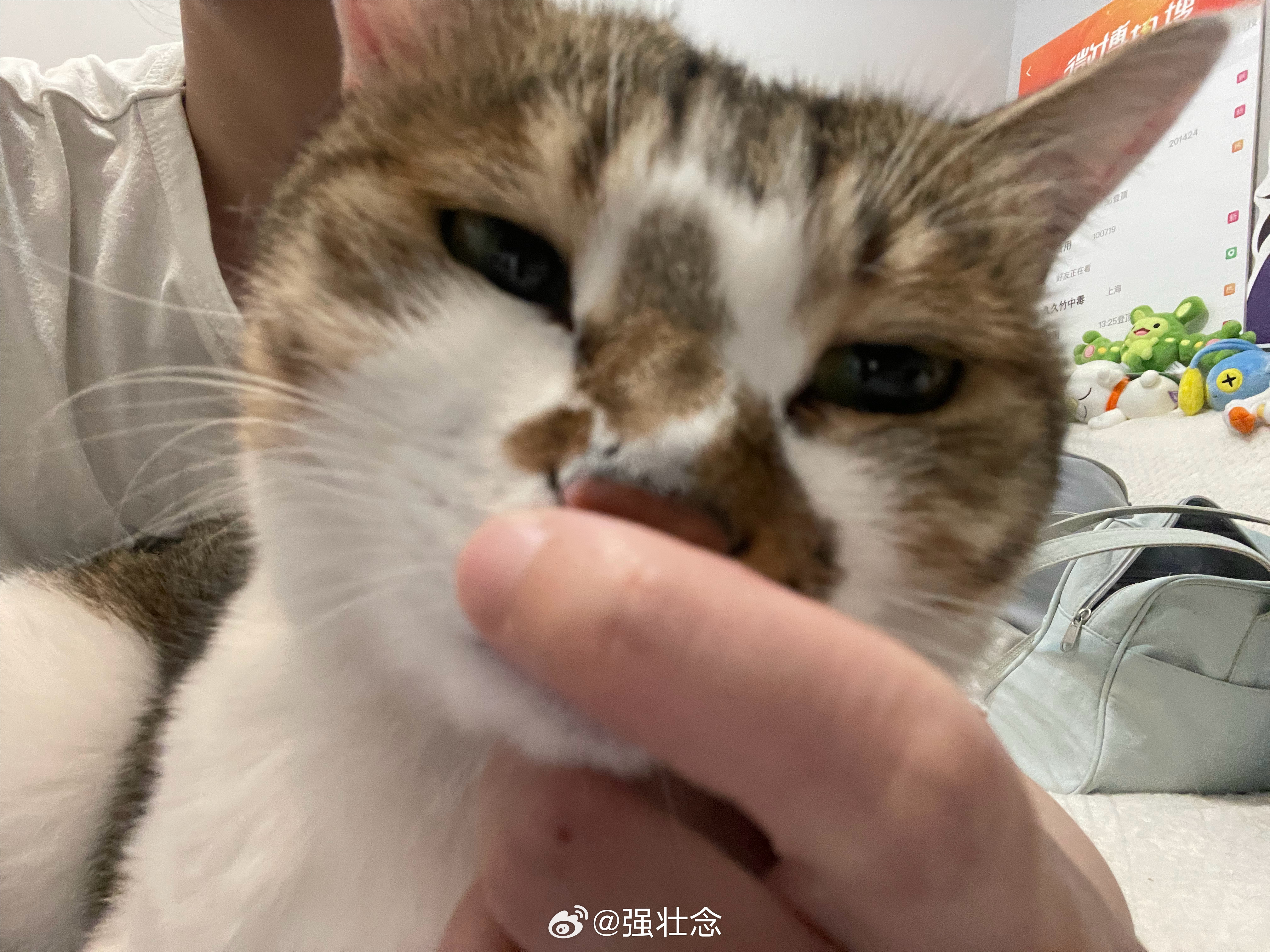 玩猫 
