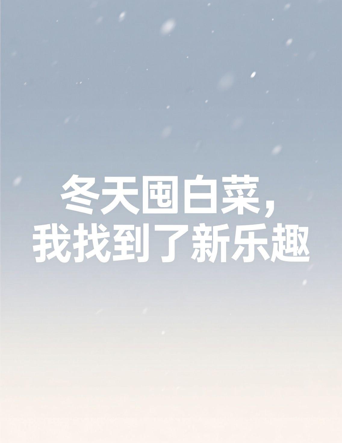 在哈尔滨，冬天囤白菜的仪式感不亚于看冰雕。看大家讨论白菜价格，从几毛涨到快两块，