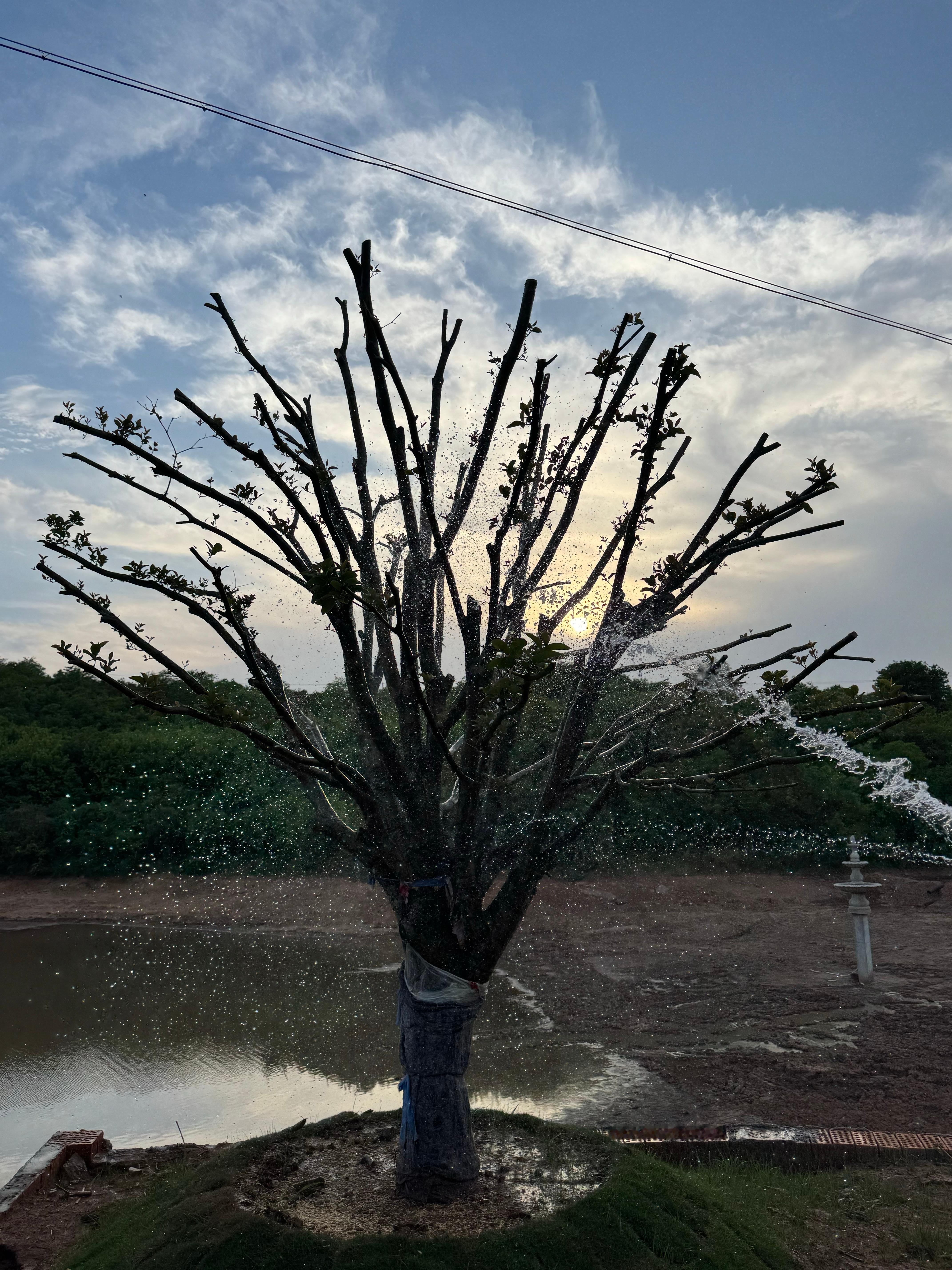 小时候家门口的桂花树移栽过来终于发芽了🌱 ​​​
