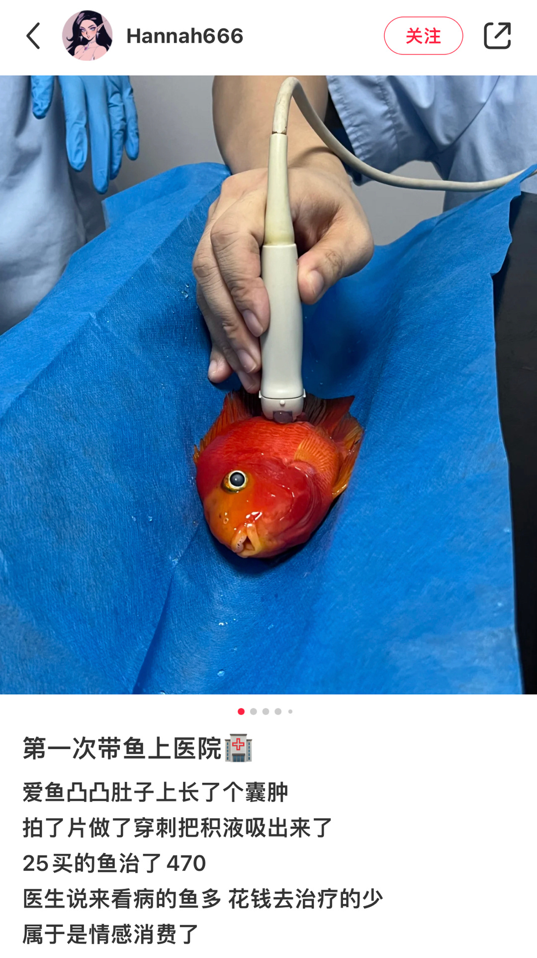 第一次看到给鱼看病，然后看到评论说手术三天后不能碰水笑得我好难受[允悲] ​​​