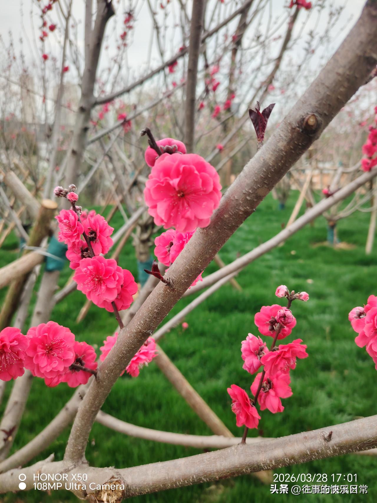 长庆阁赏花上头条聊CBA