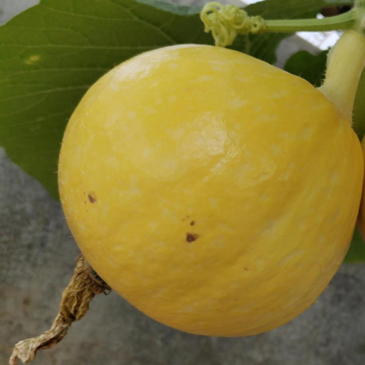 这应该是所谓的奇葩吧！买的是红栗贝南瓜，种出来的既然是蛋黄贝南瓜，还一下子长两，