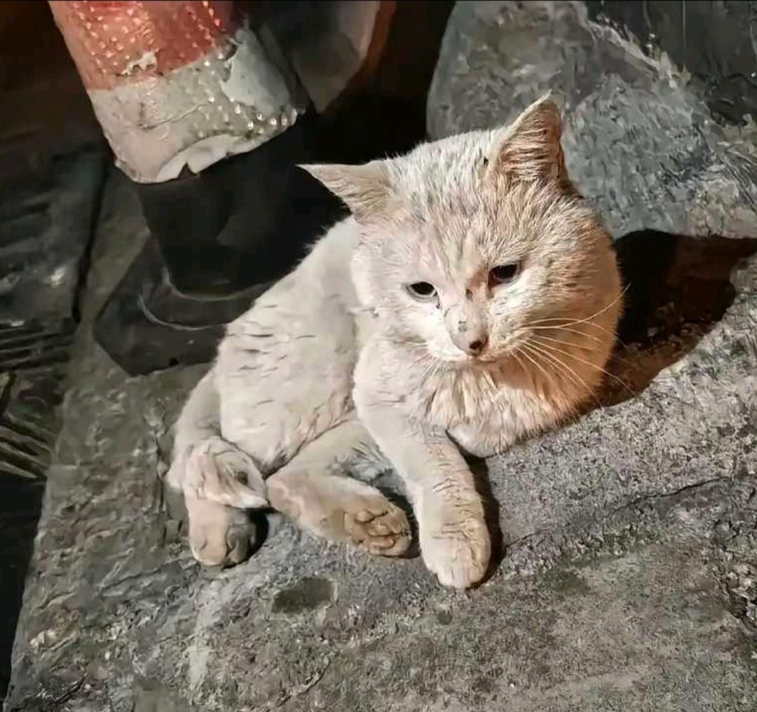 街上到处都是流浪猫，为啥很少看见它们的尸体？
 
街上随处能看见流浪猫，可很少有