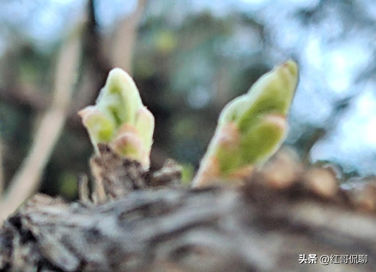 讲个趣事，早上路过这家幼儿园，看见一个小孩不想入园，哭哭啼啼，当老师抱起他进楼时