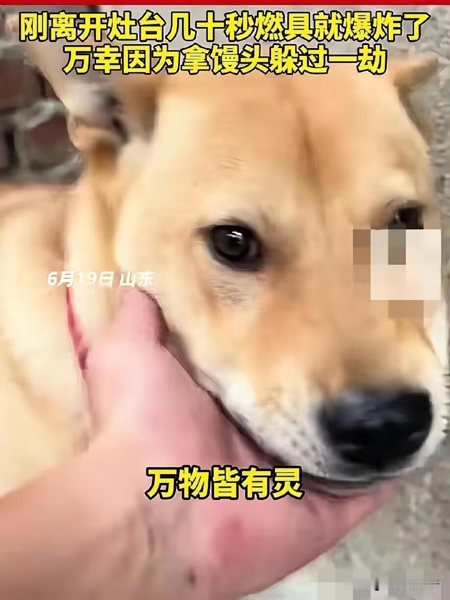 6月20日，山东一男子在家煮粽子时，家里的大黄狗突然狂叫不止，主人以为是大黄狗饿