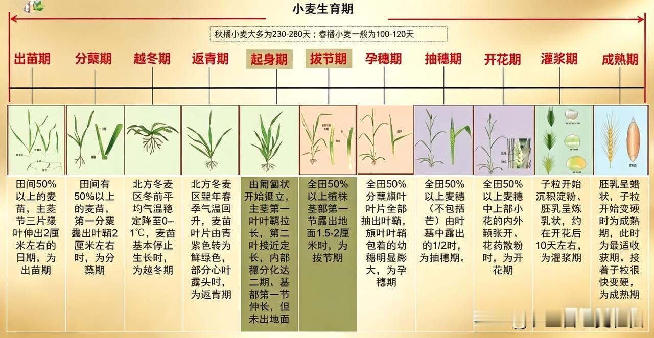 小麦各个生长时期，涨知识了小麦田间症状 小麦小技巧 抗倒性小麦 小麦种植地