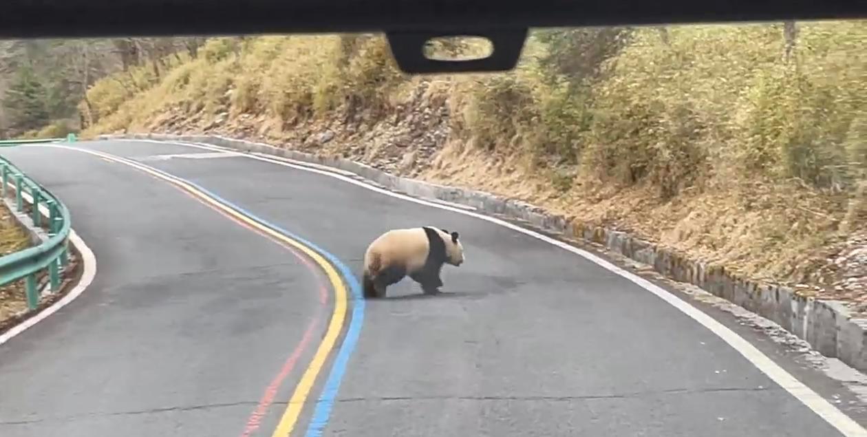 #四川一景区游客偶遇野生大熊猫#【游客在雅安一景区偶遇野生大熊猫穿越公路，低头钻