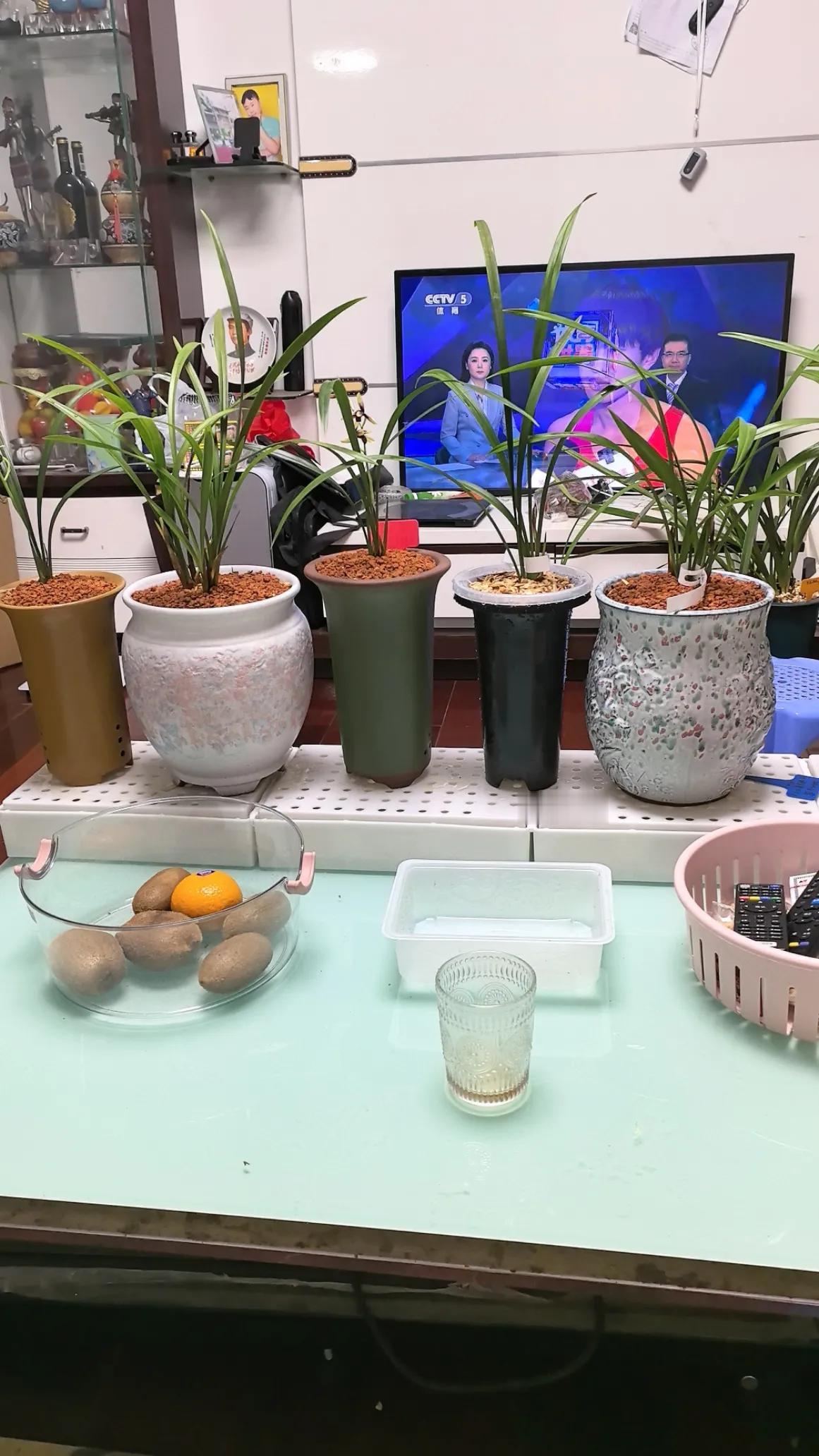 养兰心得｜秋季兰花分盆，这些细节别忽视
秋天温度适宜，是兰花分苗换盆的黄金季节，