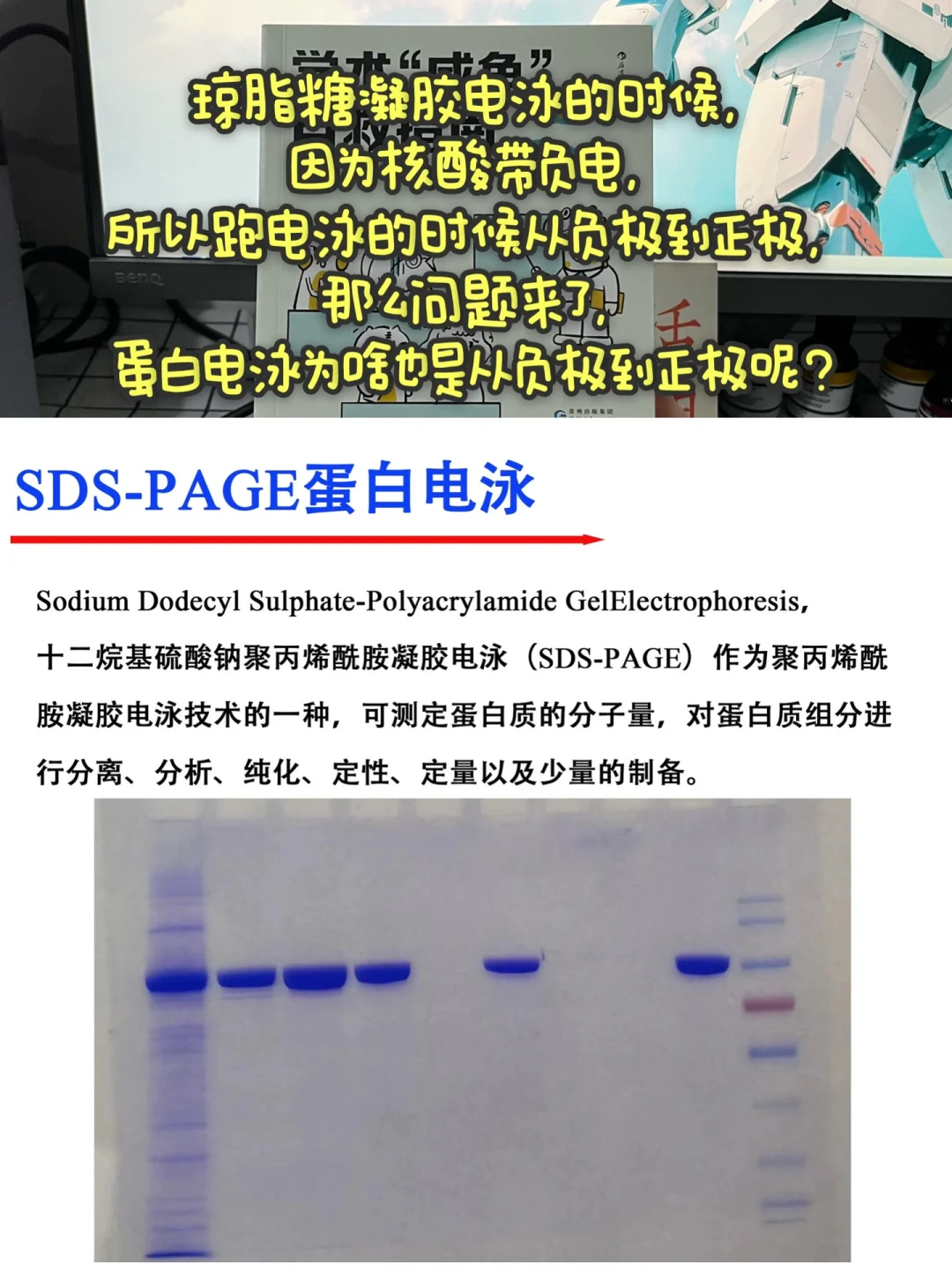 导师以为你会但不一定教你的SDS-PAGE小技巧