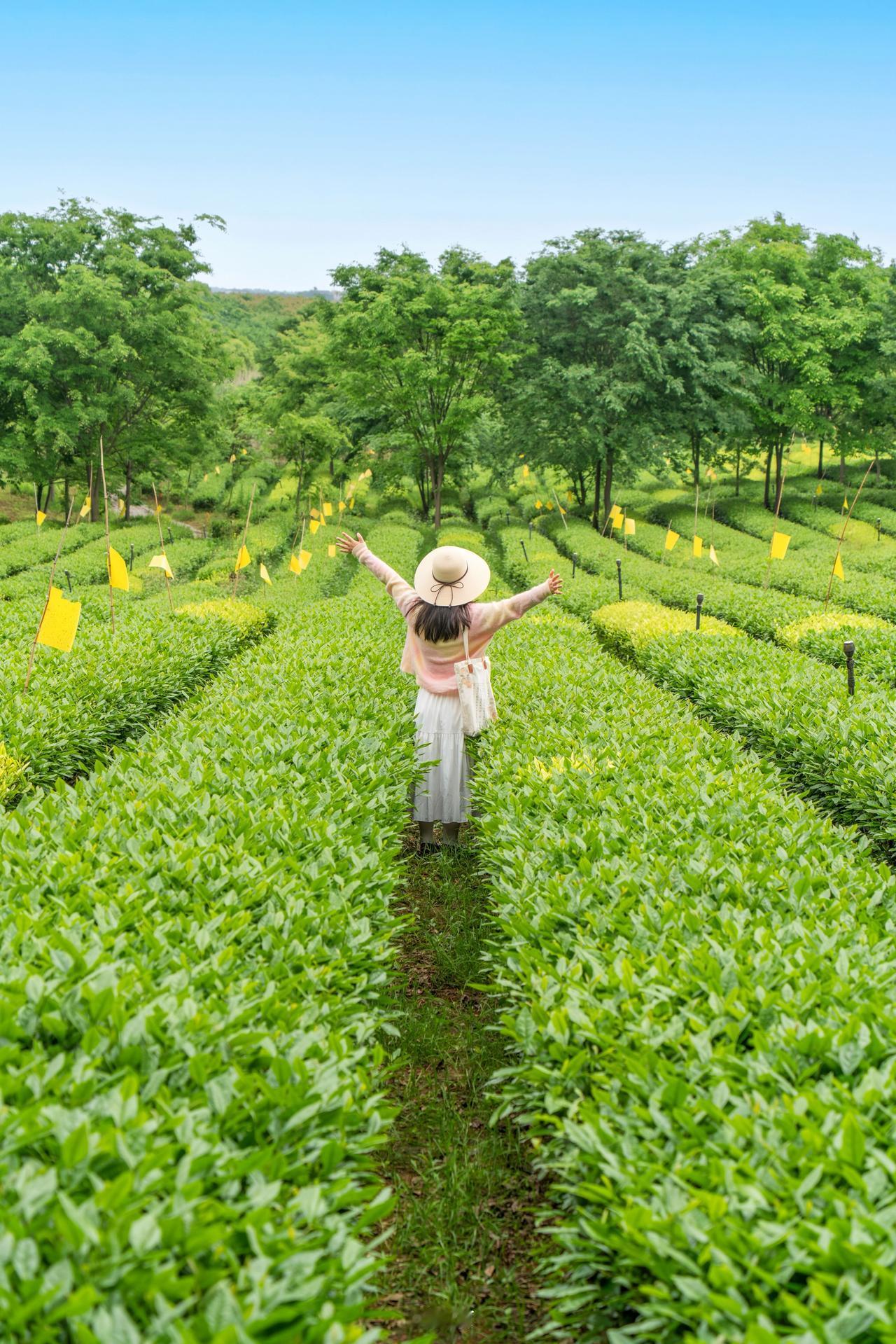 在江夏，一片茶园就是一道风景，一道风景就是一种赖着不想走的生活。所有旅行里，茶旅