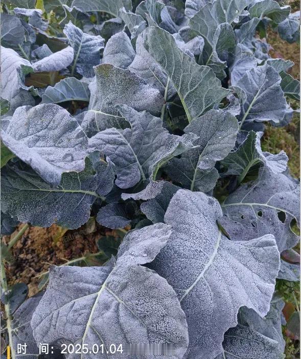 雪抱梅含泪，
霜凝叶面白。