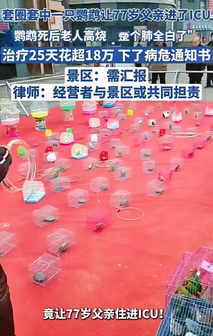 这事值得大家警惕，路边套圈中了一只鹦鹉，致使77岁老父亲住进ICU。
路边套圈游