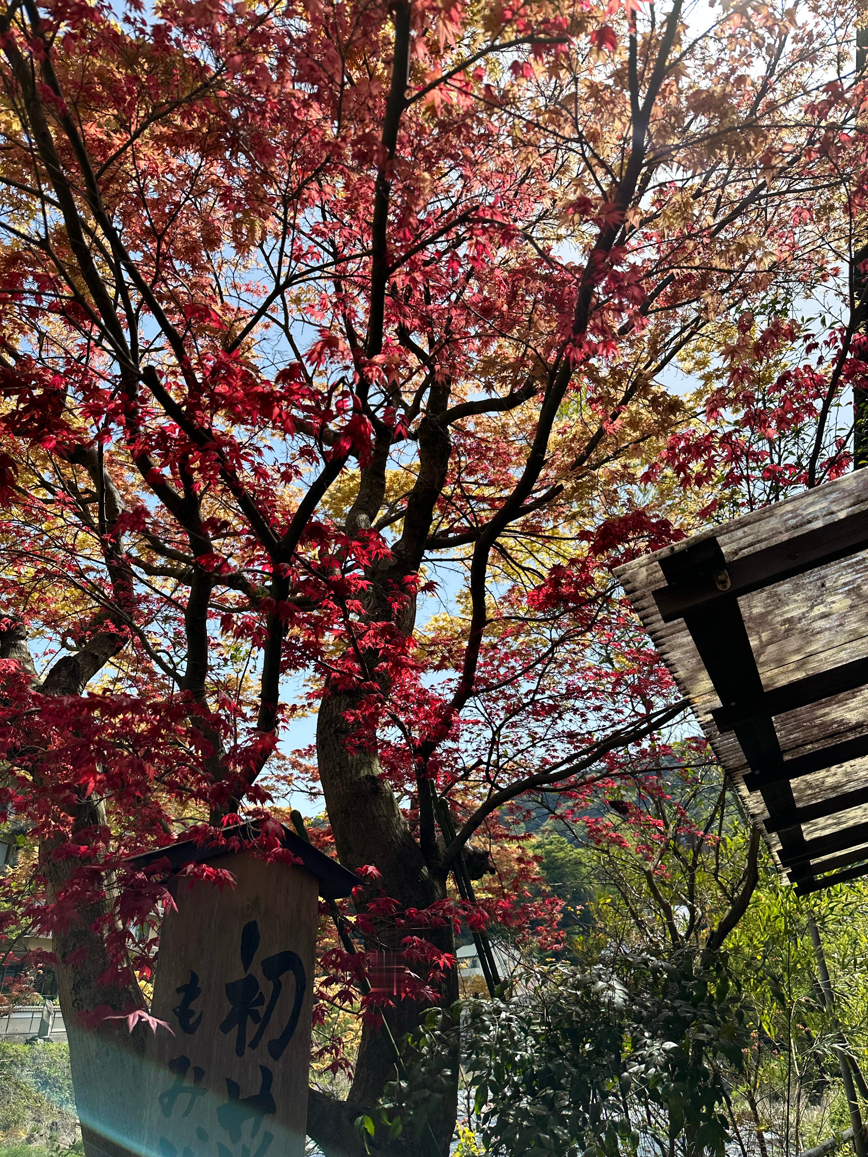 分享图片 ​​​