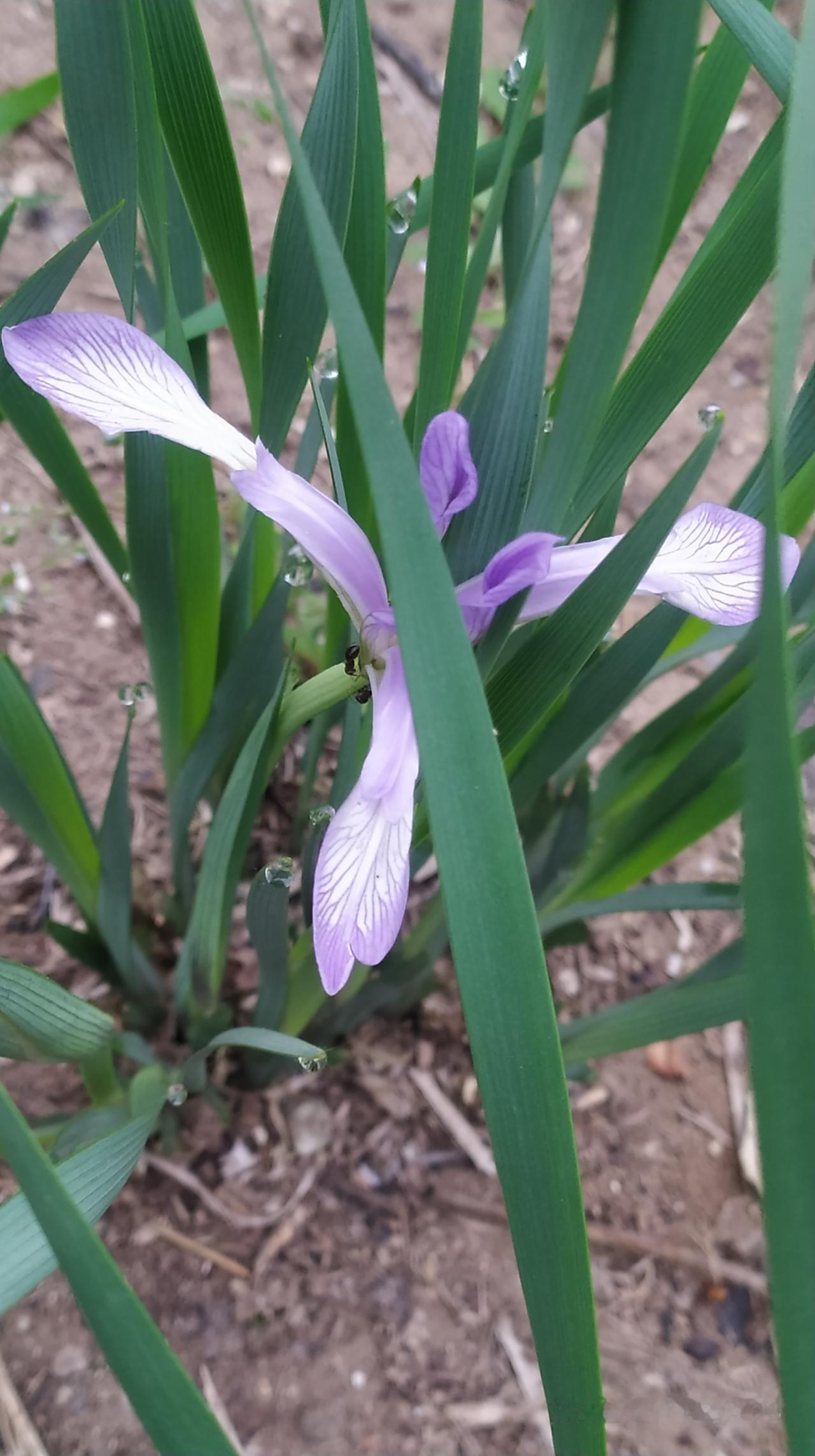 对联飞花令 马兰
出句：把春当做情人爱（雪浪）