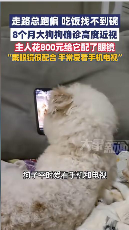 “狗也会近视？”近日，河南，一只狗狗走路老是跑偏，饭也不好好吃。刚开始，主人还以