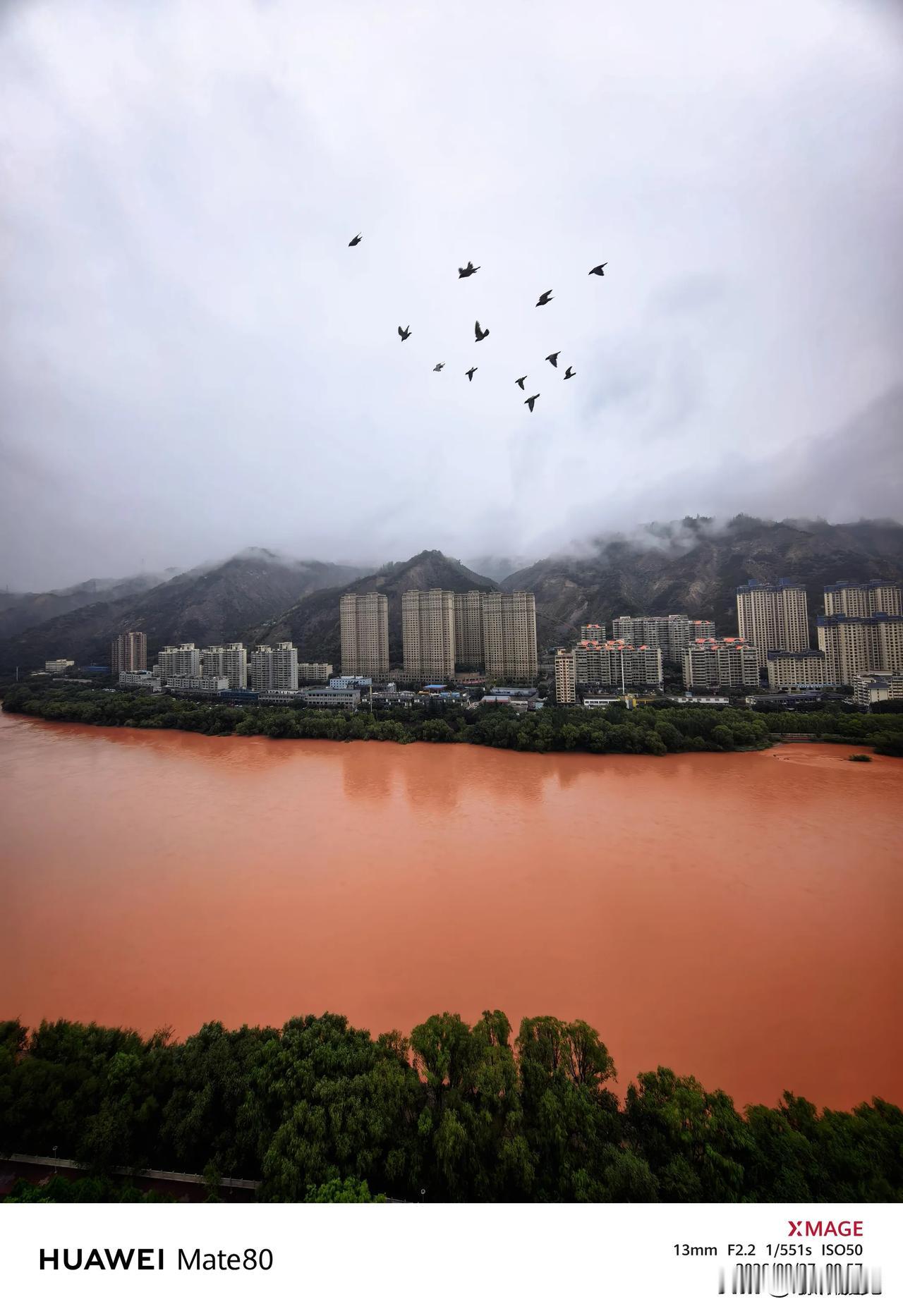 镜头下的兰州黄河之鸽