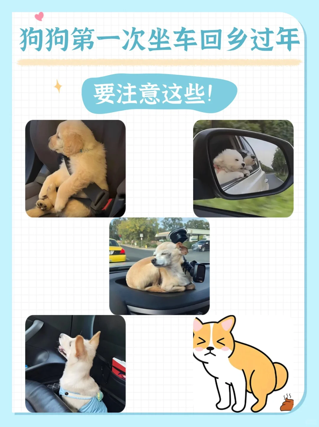 🐶博美闹脾气？这 6 个表现要留意🐶