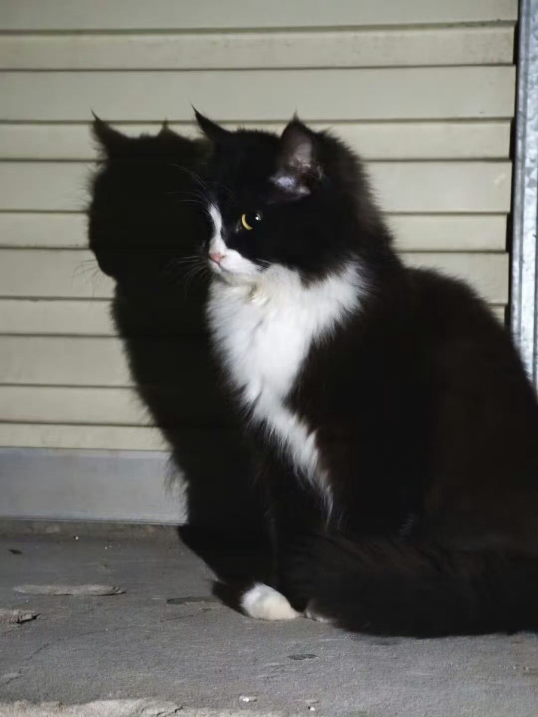 【奶牛猫】猫咪：我准备好了，拍吧📸 