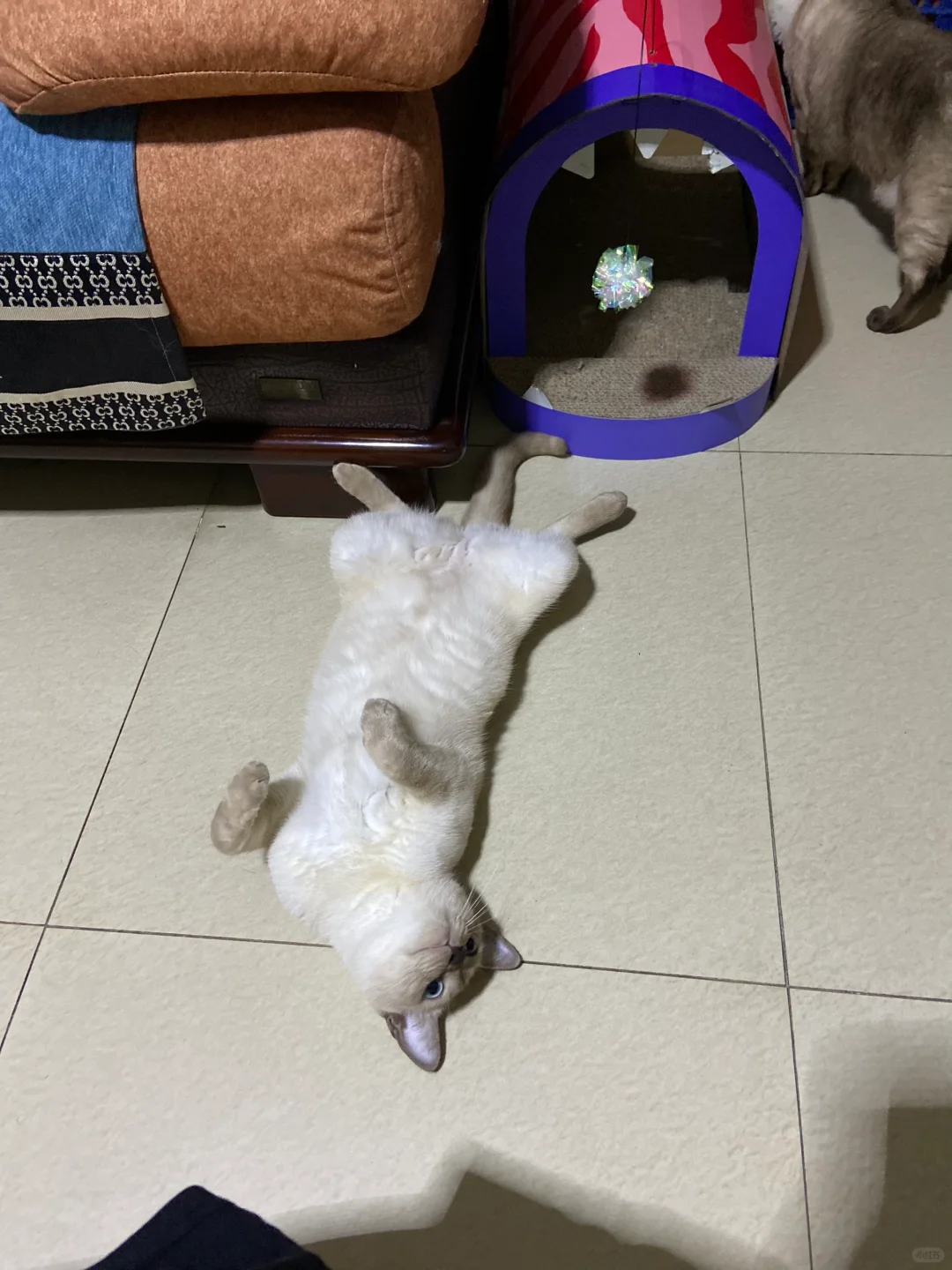 夏天就爱翻肚皮躺