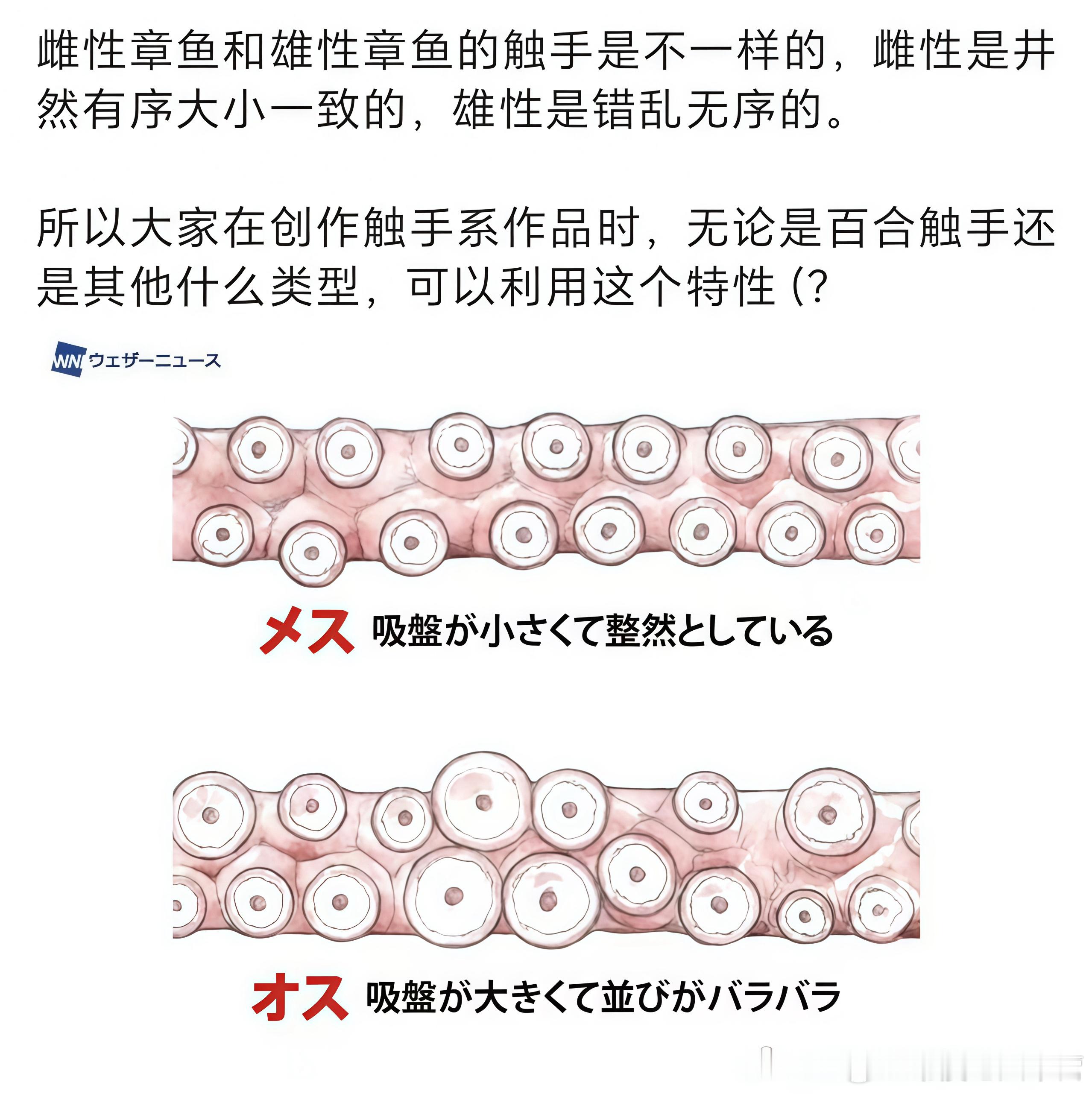 触手爱好者严肃学习中 