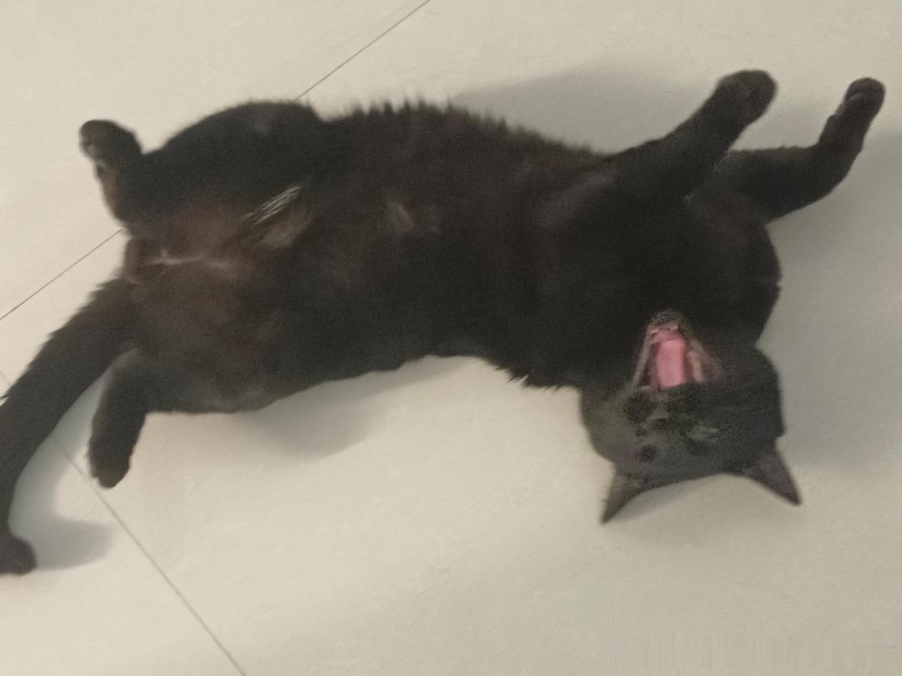 49019【丑猫】妖娆 