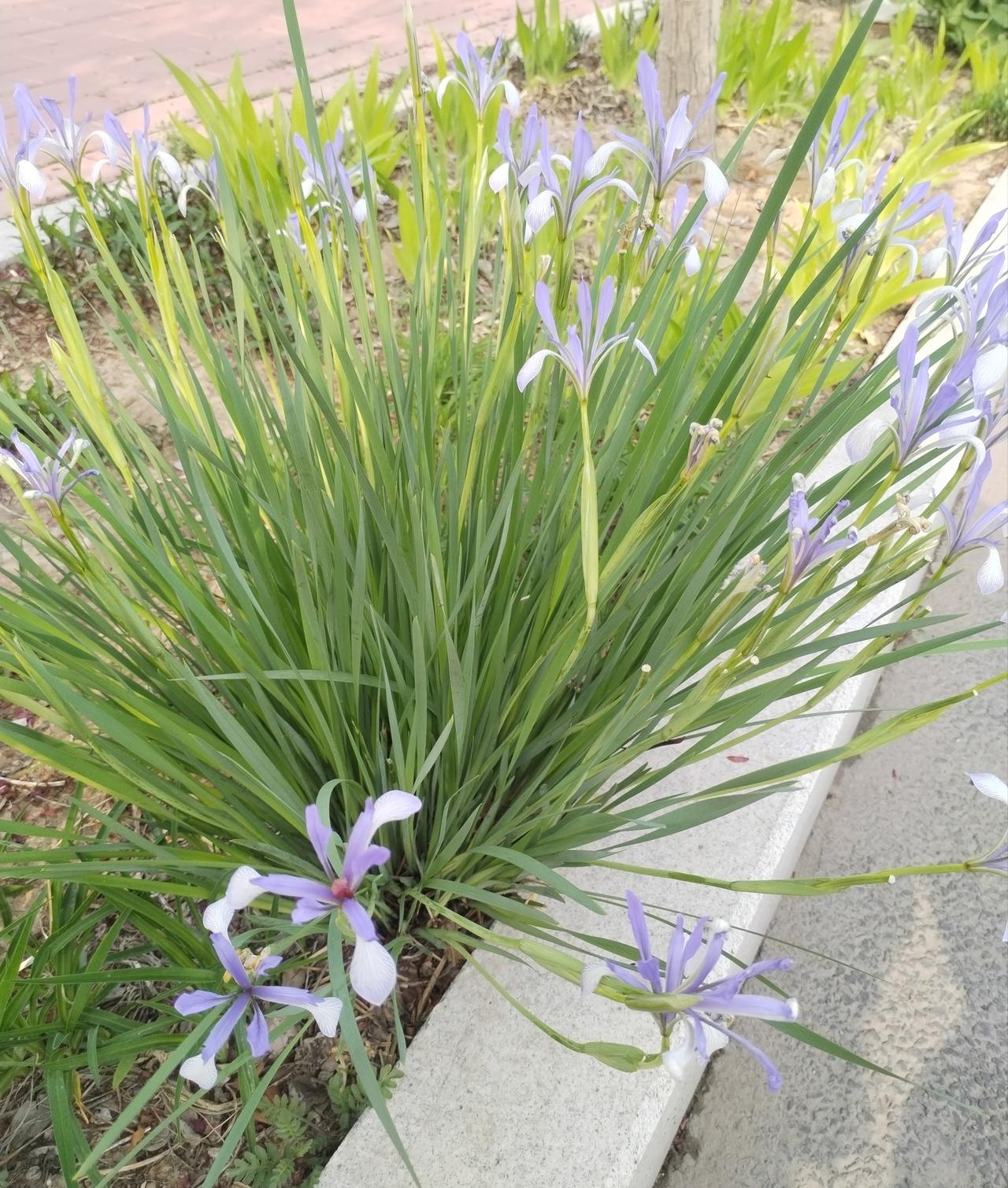 紫色花朵点缀绿意盎然，生机勃勃的花园一隅。
