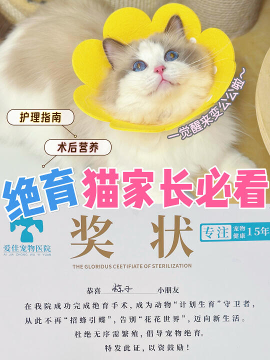 准备给猫猫绝育，收下A2奶添加的高营养猫粮