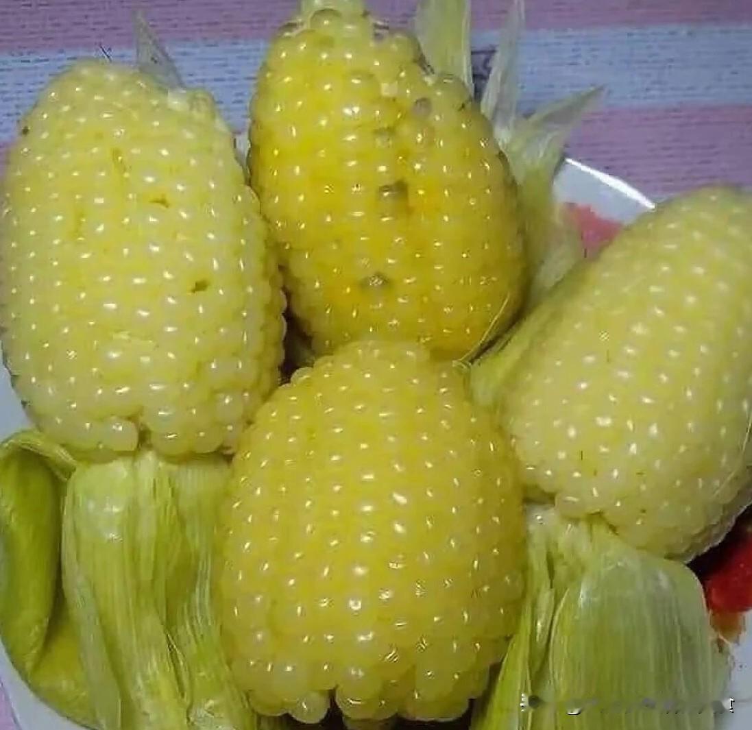现在还有人吃到这种小胖子糯玉米吗？


玉米控必吃