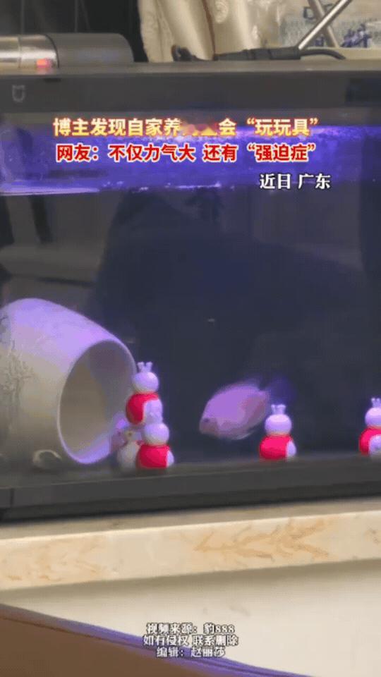 解释不清了！广东网友分享自家鹦鹉鱼的名场面，几条小鱼自带“收纳天赋”，把鱼缸散落