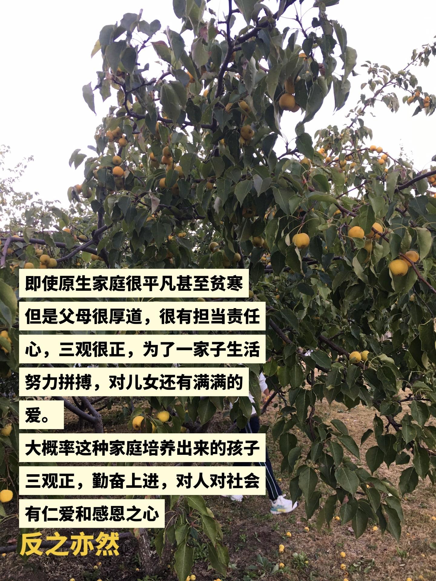 果子熟了